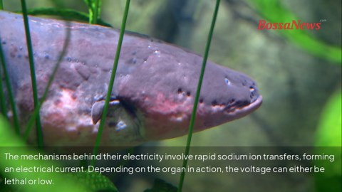 How electric eels produce electricity—and how powerful their shocks are