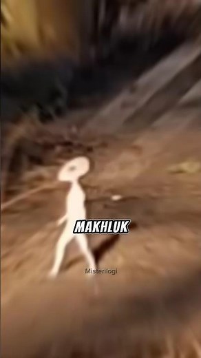 Alien sightings from hidden cameras