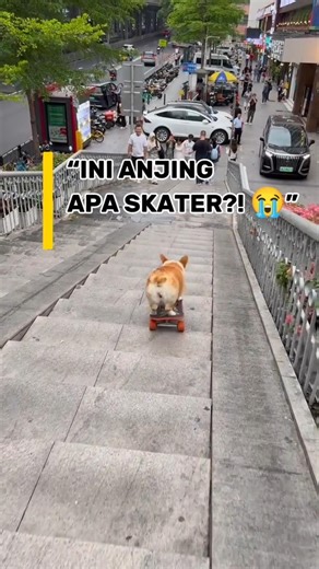 Anjing Ini Santai Banget Turun Tangga Pakai Skateboard 🤣”🔥