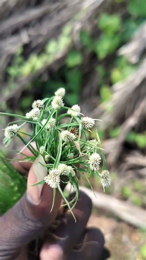 This Tiny Wild Plant Has Powerful Medicinal Value 🌿 | White Button Sedge