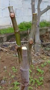 Fig grafting with double tongue cleft #grafting #budding #agriculture