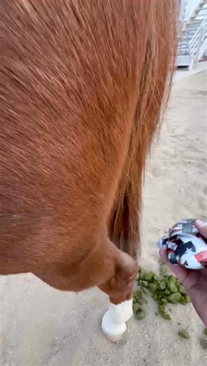 Your dream career in cryotherapy is closer than you think… Step into the future of equine wellness with everything you need to start: 🐴 A professional-grade cryotherapy device 🐴 Our 4-week hands-on training program 🐴 Ongoing support from a thriving equine wellness community Turn your passion for horses into a rewarding career without the burnout. 👉 Tap Learn More and start your cryotherapy journey today. https://training.pecryo.com/ | Precision Equine Cryotherapy