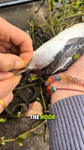 A whistling duck got snagged by a fishing hook 🥲