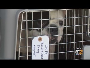 French Bulldogs Rescued From China Ready For Adoption