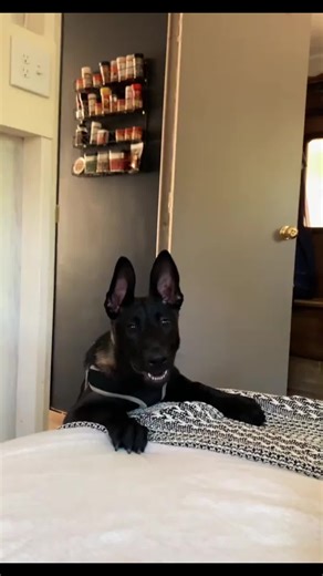 Cute Dogs and Their Adorable Behaviors
