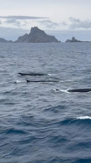 5.1K views · 322 reactions | Here is a group of fin whales feeding on...