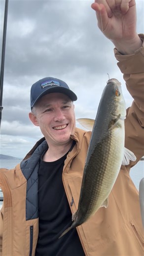 Josh Nester on Instagram: "Jetty Tips: When it comes to catching fish at your local jetty, keep things simple. These Yellow Eye Mullet are among the many species you may find swimming around but can be hard to catch. If so it pays to go finesse using light line (6-8lb) with a single small hook (size 8-10). Simply drift the bait down and observe. A trickle of barley (breadcrumb or a crushed up mussel) usually gets them fired up. #catchandcook #fishinglife #fish #fishingtips #mullet"