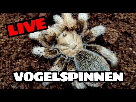 Tiny Venoms Live • Grammostola grossa füttern & Community Talk