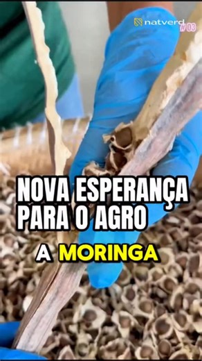 Joelma Queiroz - ESPECIALISTA EM MORINGA on Instagram: "A moringa a nova esperança do agro .Quer sementes de qualidade? coloque nos comentário “ EU QUERO JOELMA “ ou em nosso link na bio , Eu mesmos vou entrar em contato com você. FICO AGUARDANDO SEU CONTATO. #SilagemDeMoringa #moringaoleifera #silagem #moringa #sementesdemoringa #agro #gadodeleite"