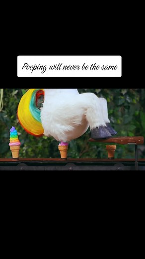 Squatty Potty: Transform Your Pooping Experience