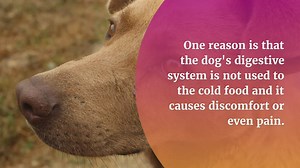 Why Dogs Throw Up After Eating Something Cold