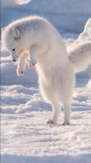 Arctic Foxes: Masters of Snowy Hunting #animals#wildlife