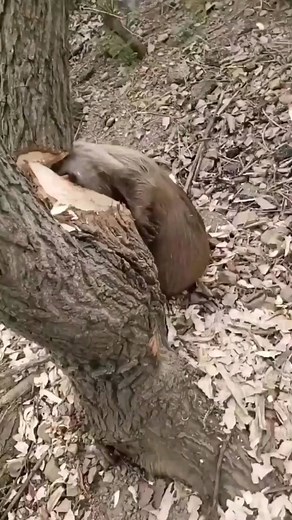 Sometimes Nature Gives Error Poor Beaver Dead - - 🎥 Credit: Unknown - - All credit goes to respective owners 👉 DM for removal or credit. - - Follow us for more videos: @animalentertainment7 - - #beaver #natureerror #hunter #closeenough #predator #greaterkruger #wildlife #wildlifeaddicts #animal #animallovers #nature #africasafari #africamagic #attack #videooftheday #wildlifeonearth #natureismetal #animalentertainment7 | Animals Wildside