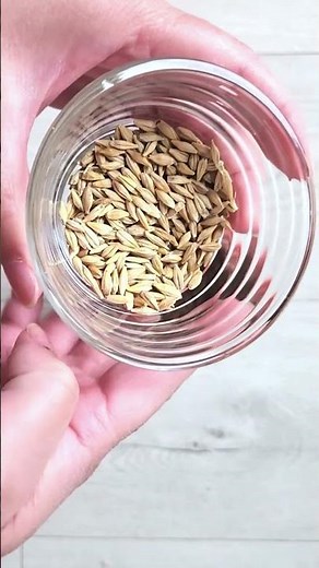 Can You Grow Your Own Beer? (Barley Experiment) #garden #gardening #planttok