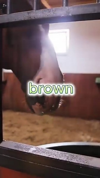 Old West jokes hit different 🤠📜 Wait for the punchline! #jokeoftheday #comedy #oldwest #playonwords | Quick Line Comedy