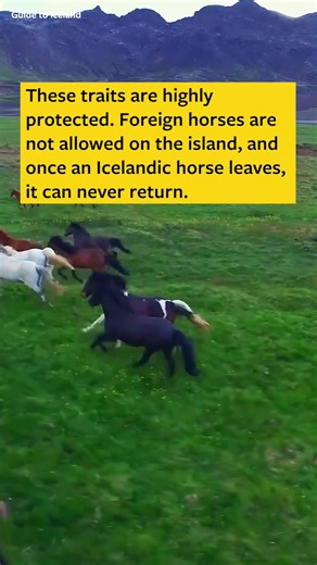 1.2M views · 22K reactions | Icelandic horses are renowned for their...
