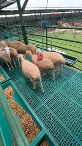 358K views · 2.5K reactions | Review buntingan dorper, suffolk, texel fb di ayana farm Ayana Farm Doko, ngasem, kediri HP : 082257561111 WA : https://WA.me/6282257561111 #domba #ternakdomba #kambing #domba | Arju Ashari Risandika | Facebook