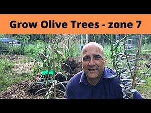 Grow Olive Trees in zone 7 — we planted TWO