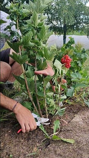 INGENIOUSLY SIMPLE 💯 | Summer pruning currants ✂️