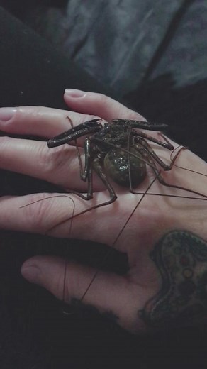 Miss Eris rubs my hands with her antenna. #sothisislove #taillesswhipscorpion #28DaysOfEucerin