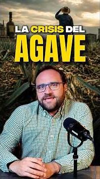 La CRISIS del AGAVE que nadie vio venir: el BOOM que se convirtió en COLAPSO