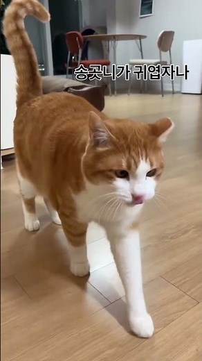 보는 순간 힐링되는 고양이 애교 #153