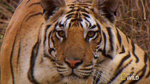 A tigress brings down a deer for her cubs, but a nearby jackal wants a bite of the meal. #SecretLifeOfTigers 9/8c | National Geographic Animals