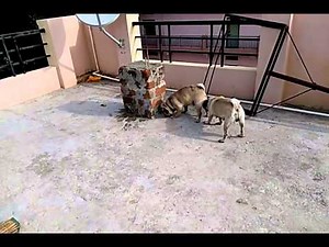 Pug mating #pug#puglove#pugdog #pugshort #matting #puppies #puppy #dog #puppylife puppyvideo#puglife