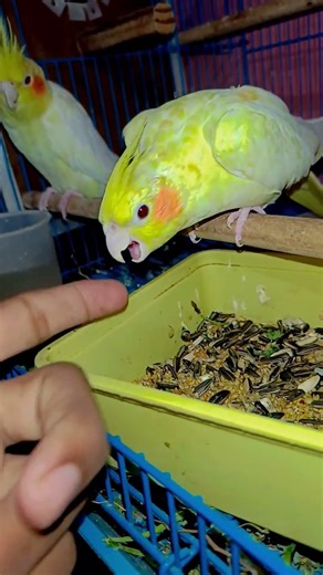 Talking Cockatiel Surprises Everyone! 😱🗣️