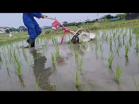 無農薬の田んぼを中耕除草機で除草した