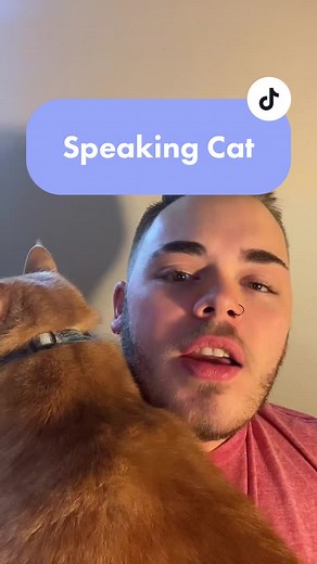 Learning to Speak Cat: Funny and Charming Compilation
