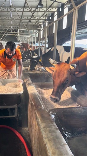 소들이 기다리는 시간! 순식간에 끝나는 사료 배식 #agriculture #kisan #smartwork #fast