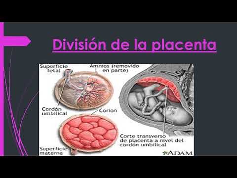 Anatomía embriología de la placenta cordón y membranas
