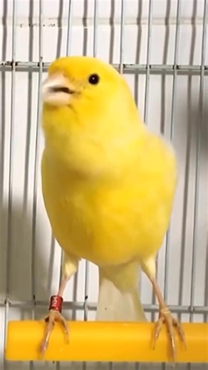 Canary bird singing 💯 | Canary birds Kanarienvögel