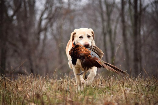 The Best Dog Breeds for Pheasant Hunting