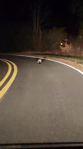 Skunk Running On The Road 😅🦨 #skunk #cuteanimals #rurallife