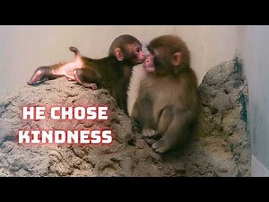 The Side of Punch the Monkey You’ve Never Seen Before