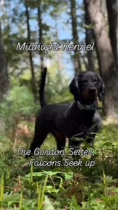 43 reactions · 3 comments | The Gordon Setter #proplansportingdogs #midnightkenneltraining #gordonsetter #gordonsettersofinstagram | Midnight Kennel | Facebook