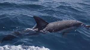 Dolphin Breaks Ocean Surface Expels Though Stock Footage Video (100% Royalty-free) 1014271835 | Shutterstock