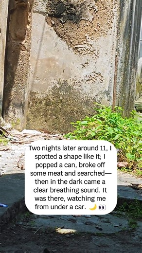 A Very Sick Stray Cat Appeared a Week Ago Unable to Get Close, We Left Food #rescue #animals #animallover #cat #kitten | Joyce Show