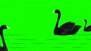 animated swan over lake green screen background