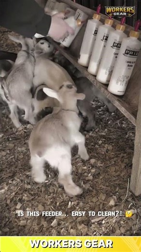 Efficient & Reliable Milk Feeder for Raising and Nursing Kid Goats in Group Pens