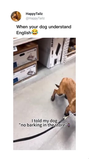 Cute Dog Videos on Instagram: "Funny dogs😂Get an Amazon gift card in my byo 💞 Credit-Funny cute"
