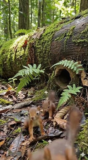 Baby Squirrels Leaving the Nest