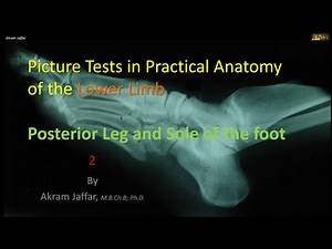 Picture Tests in Anatomy Lower Limb Leg and Sole 2 • Video • MEDtube.net