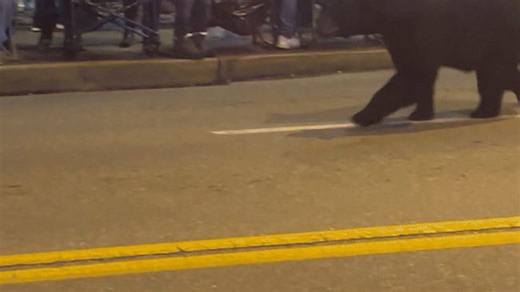Bear crashes Gatlinburg Christmas parade