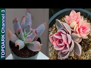 15 Beautiful Varieties of Echeverias