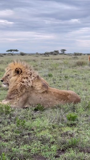 The Golden Boys Rollo, Kaka and Rasta bonding. Namiri Plains, Tanzania 🇹🇿 -Photographer Credit- Justus Seleman Mangwangi Instagram.com/seleman_justus | Lion sightings