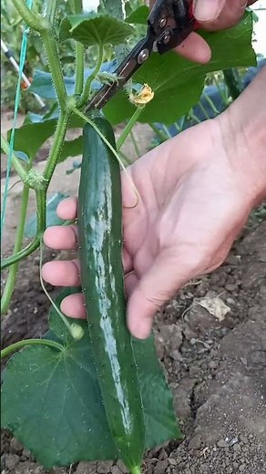 🥒 Cucumber Harvest #garden #gardening #cucumber