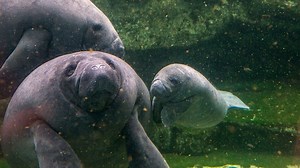 El manatí de Florida podría salir de la lista de especies “en peligro”